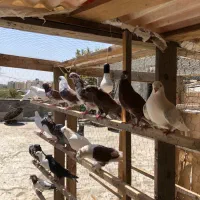 کبوتر|پرنده|کرج, گلدشت|دیوار