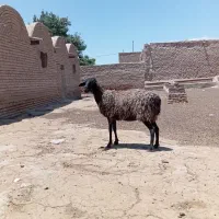 شیشک میش چاق قیمت مناسب