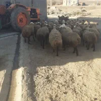 میش ابستن|حیوانات مزرعه|صحنه, |دیوار