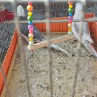 عروس هلندی مولود جفت