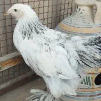 جوجه برهما|حیوانات مزرعه|تهران, جوادیه|دیوار
