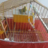 دو عدد مرغ عشق سرحال دستی