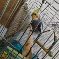 جفت عروس هلندی|پرنده|علی‌آباد کتول, |دیوار