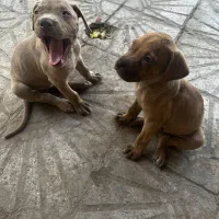فروش توله سگ بصورت جفت یا تکی