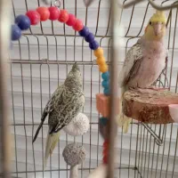 عروس هلندی|پرنده|یزد, |دیوار