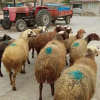 12راس گوسفند شیشک تمام ابستن سنگین