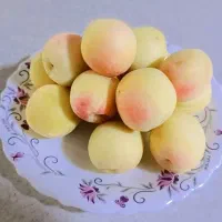 زردآلوی شیرین و آبدار بابتنگل