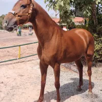 اسب پرشی یکسر خارجی|اسب و تجهیزات اسب‌سواری|رباط‌کریم, انجم آباد|دیوار