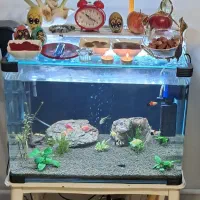 اکواریوم به همراه لوازم