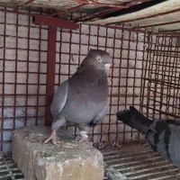 کبوتر سبز ابادانی