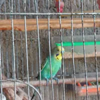 فروش دو عددمرغ عشق همراه بادو عدد قفس وتجهیزات کام