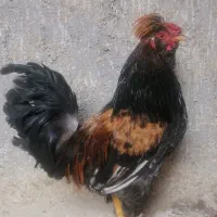 خروس|حیوانات مزرعه|یزد, |دیوار