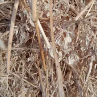 یونجه قره داغ