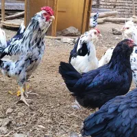 نیمچه،مرغ و خروس گلین،مرندی و گردن لخت|حیوانات مزرعه|ساوه, |دیوار