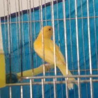 قناری نره مست مست یکسر