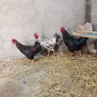 سه عدد خروس سنگین وزن جوان