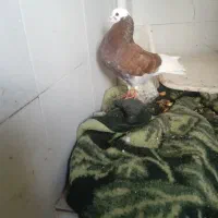 دو عدد کبوتر ساعت سنگین