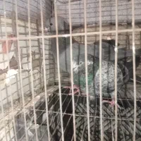 کفترپرشی|پرنده|میناب, |دیوار