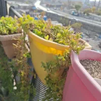 گلدان با پایه 7 عدد|گل و گیاه طبیعی|قمرود, |دیوار