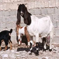 بزپاکستانی کهره