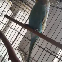 مرغ عشق نر رنگین کمانی با قفس و پک کامل وسایل