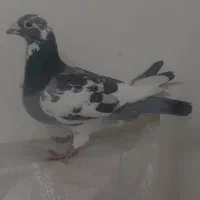 چند تا کفتر|پرنده|تربتحیدریه, شهدا|دیوار