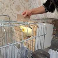 عروس هلندی مولد|پرنده|پاکدشت, پاکدشت (مامازند)|دیوار