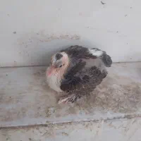 جوجه کربلایی کاکلی