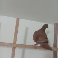 ماده کربلای|پرنده|سبزوار, قصبه شرقی|دیوار