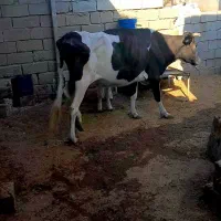 فروش گاو هلشتاین زایده با گوساله نر|حیوانات مزرعه|بهبهان, |دیوار