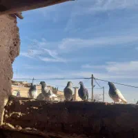 چنتا حیون خوب دارم پرشی