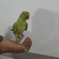 سلام طوطی دستی|پرنده|نجف‌آباد, ویلاشهر|دیوار