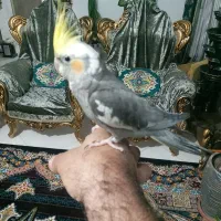 عروس هلندی نرفول دستی وسخنگو
