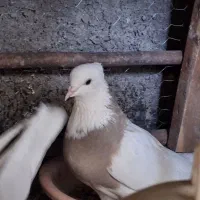 طوقی|پرنده|فارسان, |دیوار