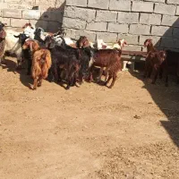 ۲۰ عدد بزغاله نر وماده قیمت جفت ۸۰۰۰ تومان|حیوانات مزرعه|ماکو, |دیوار
