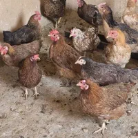 مرغ کردی تخم گذار