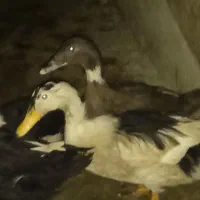 اردک محلی|حیوانات مزرعه|نگین شهر, |دیوار