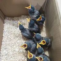 جوجه مینا افغانی
