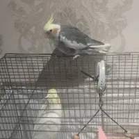 عروس هلندی گمشده