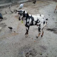 نری صلاله اصل