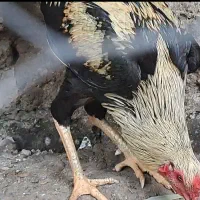 خروس لاری