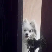 سگ پامر روباهی اصیل|سگ|اصفهان, گلزار|دیوار