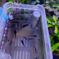 ماهی خوشگل اکواریوم|ماهی|اراک, |دیوار