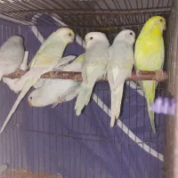 مرغ عشق رنگین کمانی