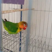 کوتوله برزیلی ماده فیشر رنگ خاص