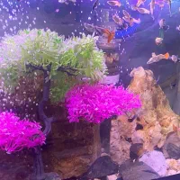 ماهی تزعینی|ماهی|شیراز, شهرک ولیعصر|دیوار