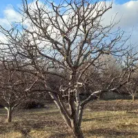 هرس درختان میوه
