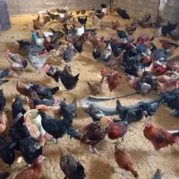 مرغ بومی محلی تخمگذار|حیوانات مزرعه|فولادشهر, مسکن مهر فولادشهر|دیوار