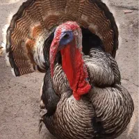 تخم نطفه دار بوقلمون برنز