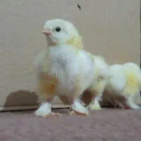 جوجه برهما 10 روزه و تخم نطفه دار موجوده